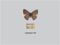 藏品(豆波灰蝶)的圖片